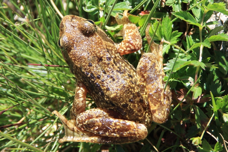 Grenouille